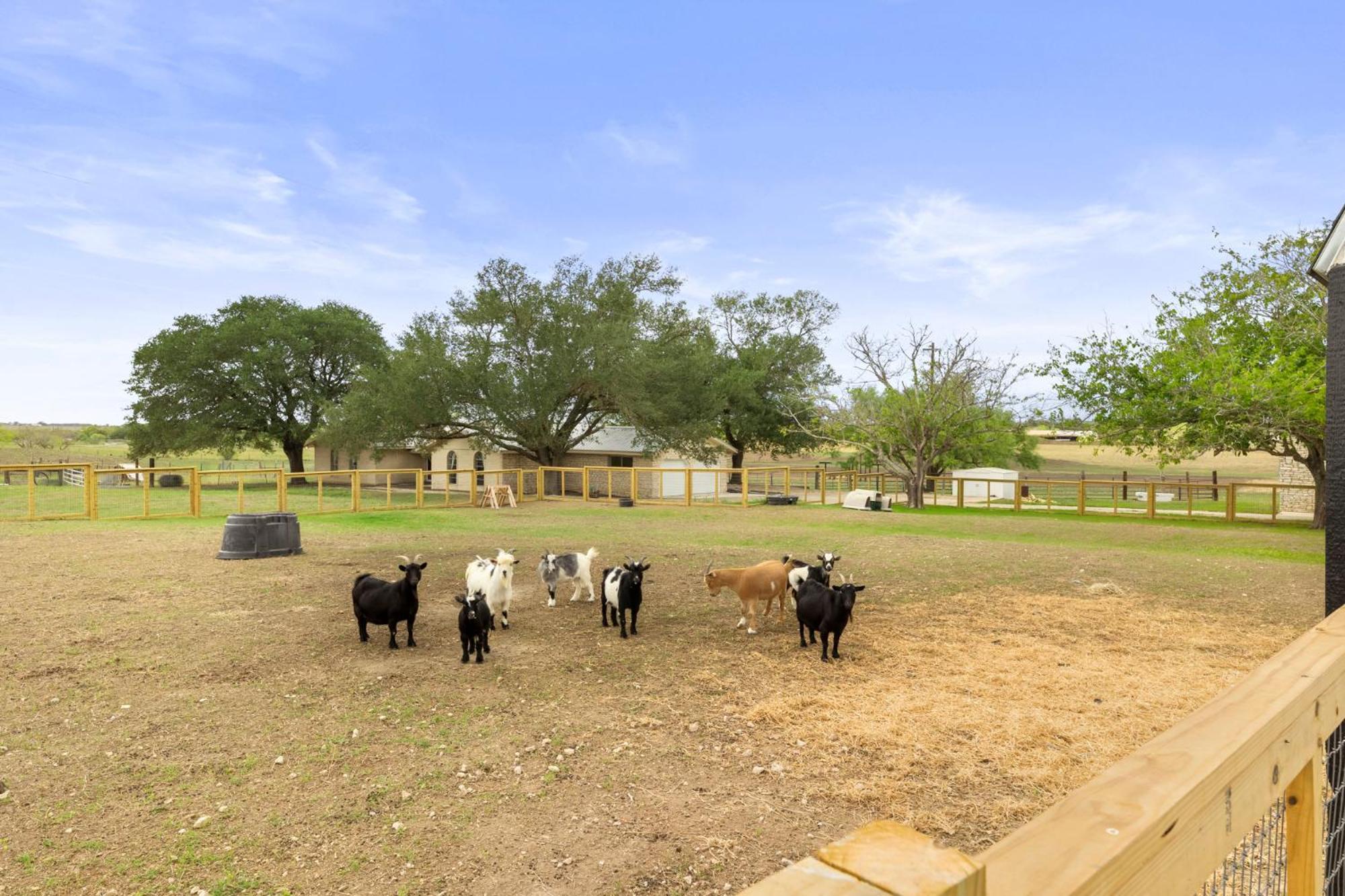 Вілла Farm Retreat With Jacuzzi, Fire Pit, Mini Goats, Mini Ponies And Mini Cows Сан-Маркос Номер фото
